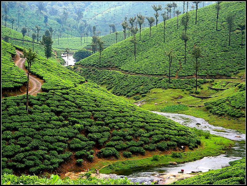 Valparai is a hill station in Coimbatore district of Tamilnadu. Located 3,500 ft above sea level within the Anamalai mountain range. Sholayar Dam, Aliyar Dam, Chinna Kallar Falls, Nirar Dam, Indhra Gandhi Wildlife Sanctuary and National Park are some of the special tourist areas in Valparai.